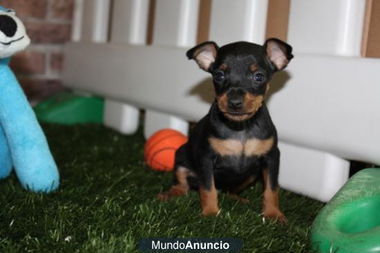 Mini Pincher ¡El cachorro que quieres!