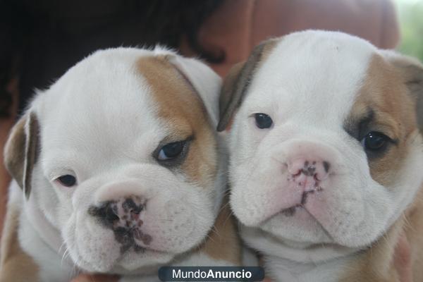 ANUNCIO SERIO BULLDOG INGLES