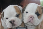 ANUNCIO SERIO BULLDOG INGLES - mejor precio | unprecio.es