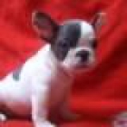 Bulldog Francés, pedigrèe impresionante 135 - mejor precio | unprecio.es
