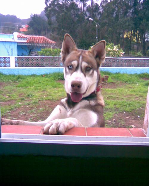 Busco Novia