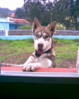 Busco Novia - mejor precio | unprecio.es