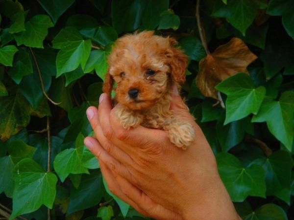 CACHORROS DE CANICHE TOY 550