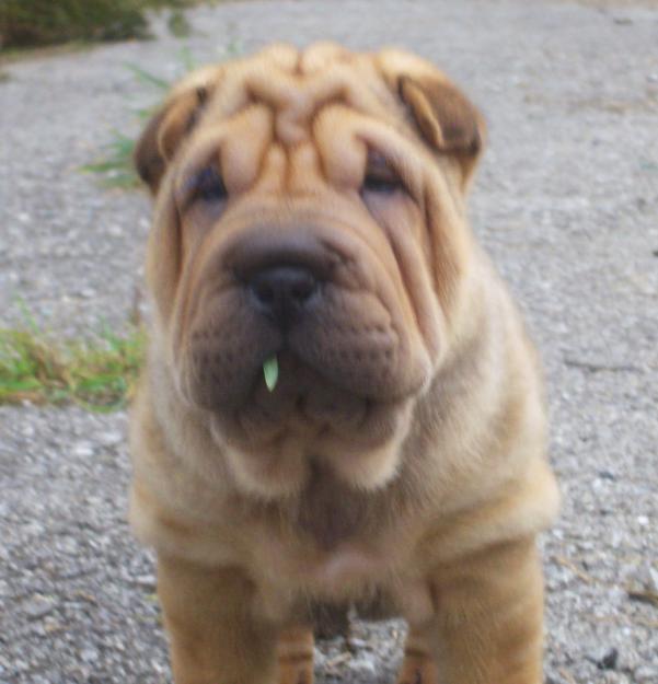 cachorros de sharpei pedigri de campeones