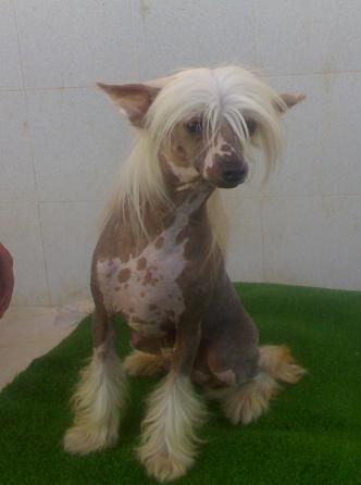 hembra de crestado chino para exposicion