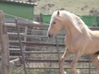 HISPANO ARABES - mejor precio | unprecio.es