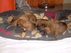 VENDO CACHORROS BOXER - mejor precio | unprecio.es