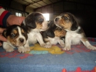 VENDO PRECIOSA CAMADA DE CAHORRITOS BEAGLE TRICOLOR CON PEDIGREE, A 200 . - mejor precio | unprecio.es