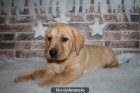 RegaloCachorros de labrador , pídetelo - mejor precio | unprecio.es