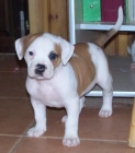 American Bulldog puppies - mejor precio | unprecio.es