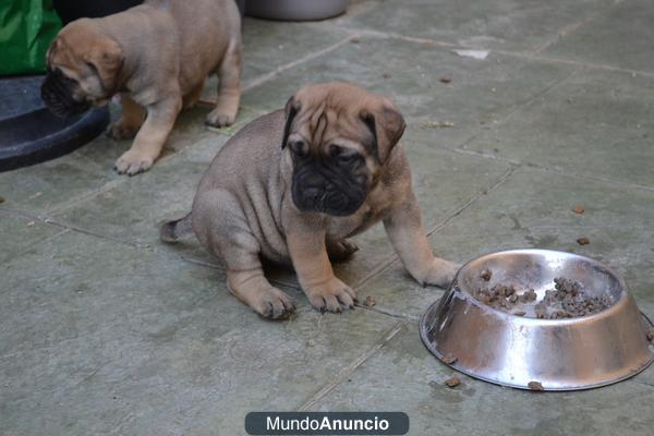Bullmastiff con regalo