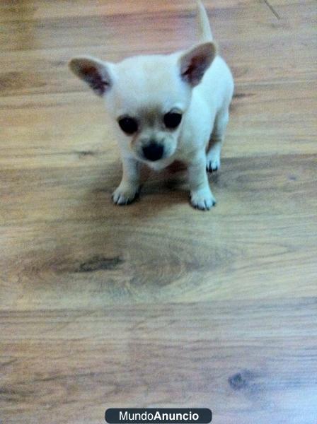 CACHORROS EN VENTA