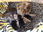 camada yorkshire terrier - mejor precio | unprecio.es