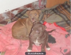 CaxorritAs Pitbull American Stanford - mejor precio | unprecio.es