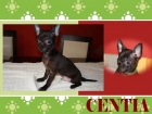 Chihuahua macho de pelo corto - import! EXPO CALIDAD! - mejor precio | unprecio.es