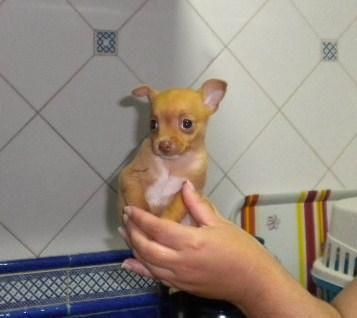 chihuahua mini  pedigr www.todocachorros.net 450 euros