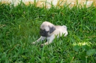 DISPONIBLES MACHOS DE CARLINOS, CACHORROS PRECIOSOS - mejor precio | unprecio.es