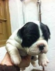 Excelente camada de bulldog franceses - mejor precio | unprecio.es