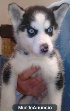 Excelente camada de Husky Siberiano