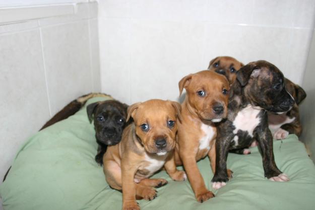 pitbull