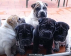PRECIOSA CAMADA DE SHARPEI FLOWERED - mejor precio | unprecio.es