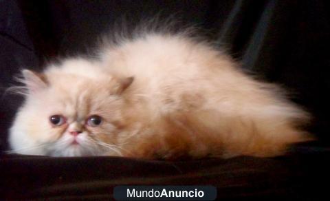 PRECIOSA HIMALAYA CON MUCHO PELO