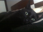 Sirius, un gato que no se puede ser más guapo y bueno - mejor precio | unprecio.es