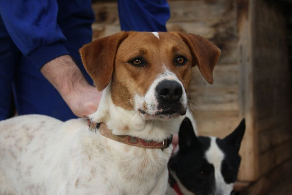 LOLA, perra buenisima en adopción