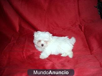 BICHÓN MALTÉS PEQUEÑO,