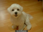 Regalo de Bichón Maltés - mejor precio | unprecio.es