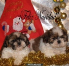 ¡Estas fiesta relgala vida, regalaros un Shih Tzu! - mejor precio | unprecio.es