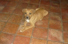 boxer cachorra en adopcion - mejor precio | unprecio.es
