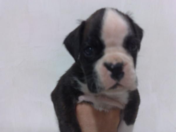 boxer cachorros buen pedigree