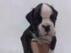 boxer cachorros buen pedigree - mejor precio | unprecio.es