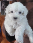 cachorros de bichon maltes - mejor precio | unprecio.es