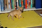 CHIHUAHUA doi en adopción a este lindo cachorro por motivos de trabajo - mejor precio | unprecio.es