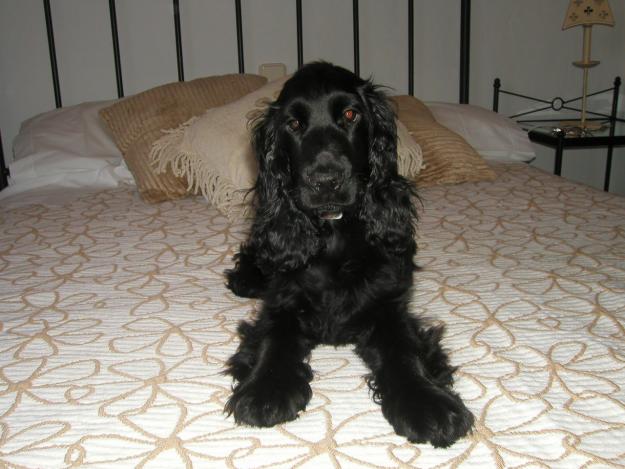 COCKER SPANIEL INGLES NEGRO