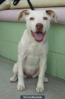 Cruce de labrador con pittbull de tres meses - mejor precio | unprecio.es