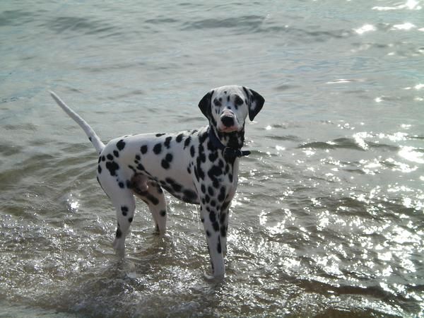 Dalmata busca novia en Alicante
