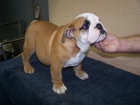 Dulce Bulldog Inglés cachorros - mejor precio | unprecio.es