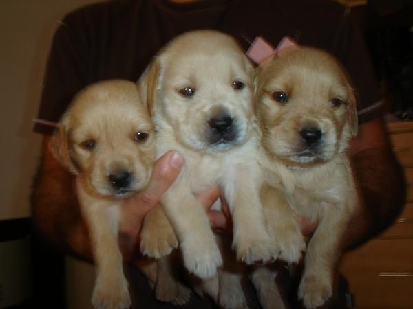 golden retriever camada,250