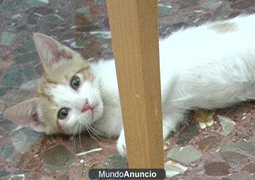 Gatitas en Adopción