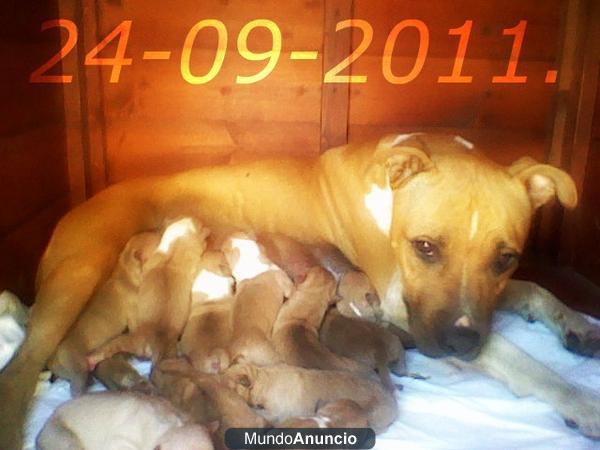 PERRITOS SCHARPEI/PITBULL