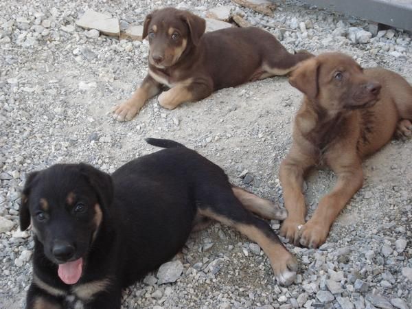 VAN A SACRIFICAR A ESTOS CACHORROS