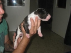 Vendo Cachorra Bull Terrier - mejor precio | unprecio.es