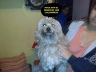 vendo cachorros (5) - mejor precio | unprecio.es