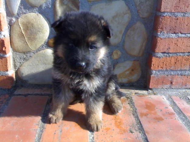 Cachorros pastor aleman con pedigree
