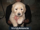 Excelente cachorra Golden Retriever cn pedigree en Marratxi - mejor precio | unprecio.es