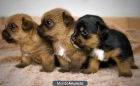 EXCELENTE CACHORROS NORFOLK TERRIER EN VENTA - mejor precio | unprecio.es