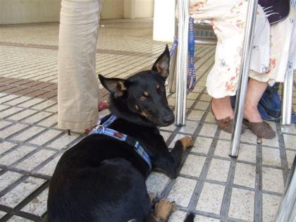 Gertru, perrita en adopción